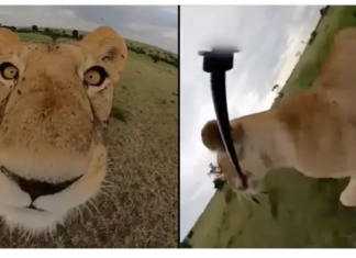 В Кении дикая львица украла видеокамеру у туриста и устроила съемку