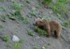 В Узбекистане тянь-шаньский бурый медведь забрел в фермерское хозяйство и утащил двух овец