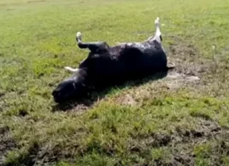 В Жамбылской области Казахстана от неизвестной болезни массово гибнет скот