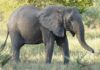 Слоны в Мозамбике всё ещё помнят гражданскую войну 30-летней давности