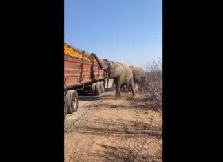 В ЮАР слоны ограбили сломавшуюся фуру