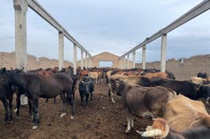 Пограничники Кыргызстана задержали табун лошадей и стадо КРС вблизи границы с Казахстаном