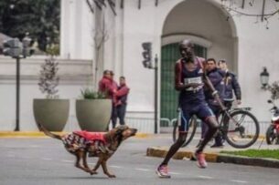 Собака лишила марафонца победы и миллионного гонорара