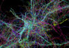 Опубликована самая подробная карта человеческого мозга за всю историю: она содержит 3 300 типов клеток
