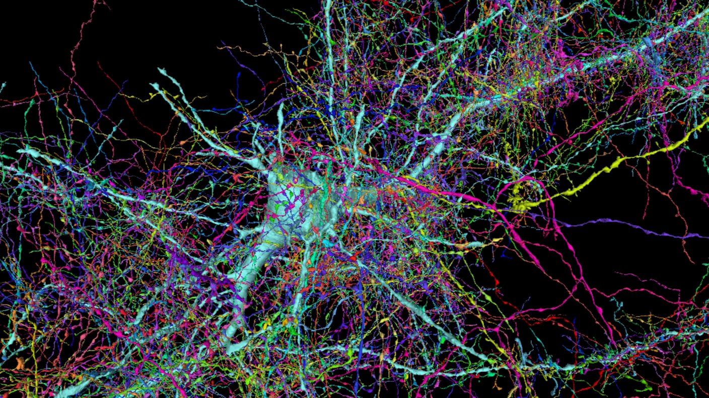 В стволе мозга обнаружились «нейроны плацебо»