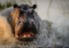 Разгневанный бегемот напал на фотографов дикой природы во время сафари