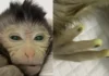 Китайцы вывели светящихся ГМО-обезьян (фото)