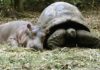 Как подружились детеныш-бегемот и гигантская черепаха