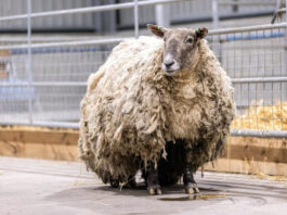 Самую одинокую овцу спасли после 2-летнего заточения на острове
