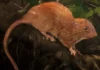 Редкие крысы-гиганты впервые в истории попали в объектив камеры