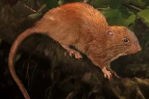 Редкие крысы-гиганты впервые в истории попали в объектив камеры