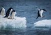 Ученые: антарктические пингвины засыпают 10 тысяч раз в день