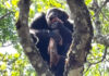 Шимпанзе отобрал антилопу у венценосного орла и съел. Зоологи говорят об эволюции обезьян