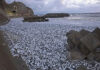 Тонны мертвых сардин усеяли побережье в Японии