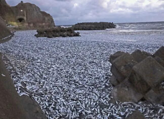 Тонны мертвых сардин усеяли побережье в Японии