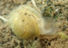 В Кыргызстане открыли новый вид пресноводных моллюсков