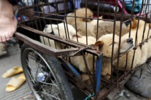 В Сеуле фермеры на митинге подрались с полицией из-за запрета разведения собак для пищи