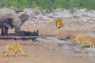 Слоны вступились за носорога, которого атаковали львы. Видео