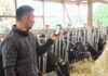 Nikon разработал систему оповещения о начале родов у коров со смартфона
