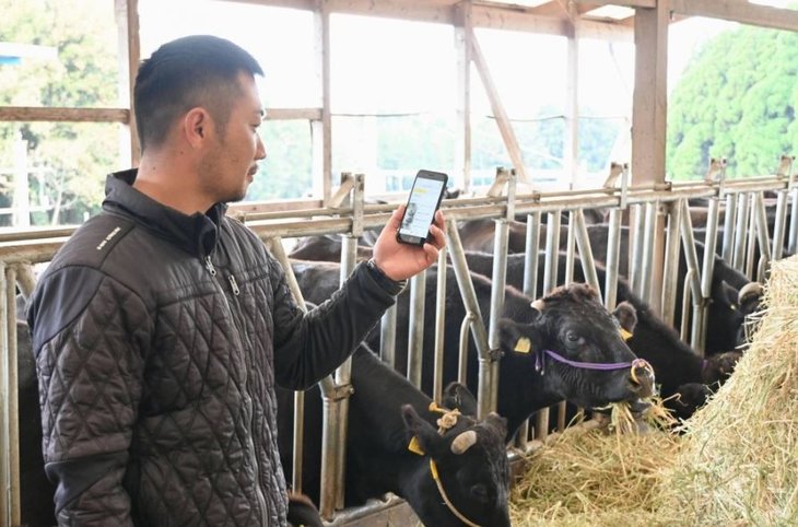Nikon разработал систему оповещения о начале родов у коров со смартфона –  K-News