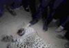 В Туркменистане застрелили краснокнижного леопарда