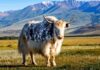 Китайские ученые клонировали тибетских коров
