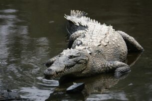 Редчайшие крокодилы расплодились на АЭС