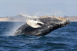 Ученые выяснили причину гибели тысяч китов в Тихом океане