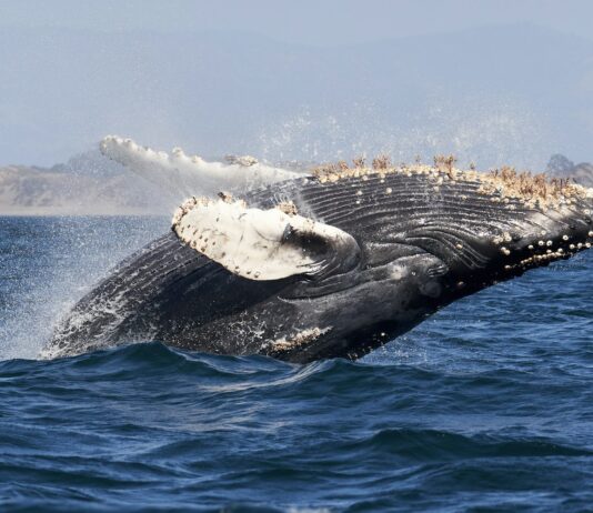 Ученые поговорили с китами в надежде научиться понимать пришельцев