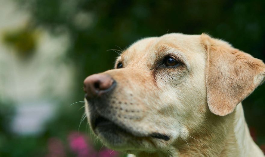 Жительница Канады сдала ДНК-тест и узнала, что она на 25% собака