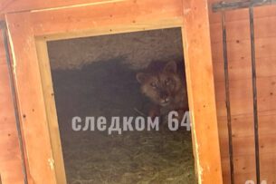 В России лев напал на школьницу