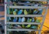 В Красноярск доставили ещё 570 попугаев из Кыргызстана