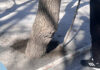 В Бишкеке забетонировали деревья: нарушители оштрафованы