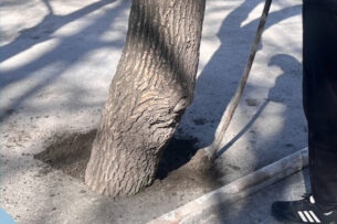 В Бишкеке забетонировали деревья: нарушители оштрафованы