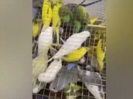 Российские таможенники обнаружили редких попугаев в авиагрузе из Кыргызстана
