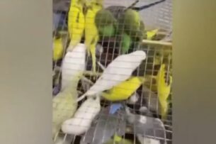 Российские таможенники обнаружили редких попугаев в авиагрузе из Кыргызстана