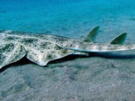 «Акула-ангел» неожиданно обнаружена у побережья Чили. Её считали вымершей