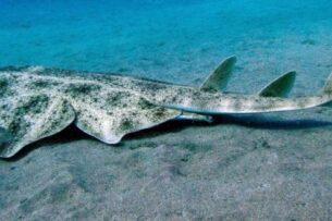 «Акула-ангел» неожиданно обнаружена у побережья Чили. Её считали вымершей
