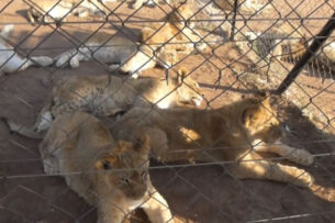 ЮАР запретит разводить львов на фермах