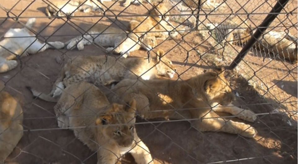 ЮАР запретит разводить львов на фермах