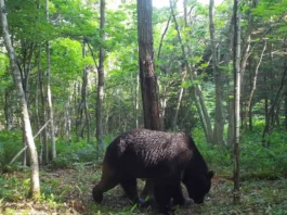 В Японии 50-летний каратист отбился от двух медведей в горах