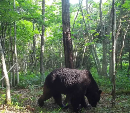 В Японии 50-летний каратист отбился от двух медведей в горах