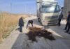 Выявлены нарушения при ввозе 1000 саженцев малины в Кыргызстан из России