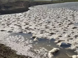 Массовая гибель сайгаков произошла в водоеме на западе Казахстана
