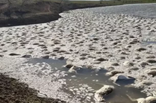 Массовая гибель сайгаков произошла в водоеме на западе Казахстана