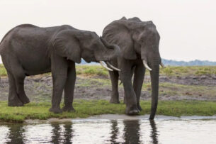 Ботсвана грозит отправить в Германию 20 тыс. слонов. Что происходит?
