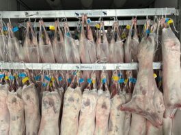 Кыргызстан начал поставки охлажденного мяса баранины в Иран