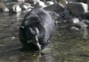 Медведь ворвался в дом пенсионерки в Калифорнии и съел ее