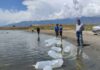 В озеро Иссык-Куль выпустили 5 млн молоди карпа-сазана