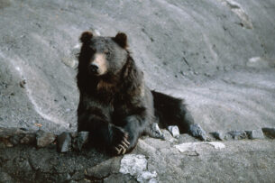 В Японии участились нападения медведей на людей. Что будут делать власти?